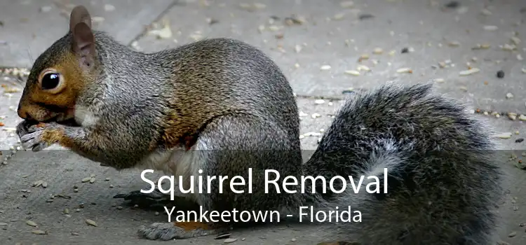 Squirrel Removal Yankeetown - Florida