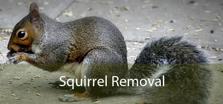 Squirrel Removal 