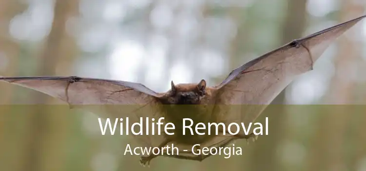 Wildlife Removal Acworth - Georgia