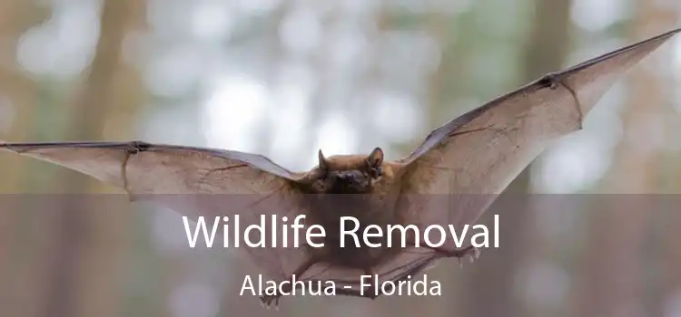 Wildlife Removal Alachua - Florida