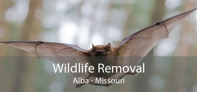 Wildlife Removal Alba - Missouri