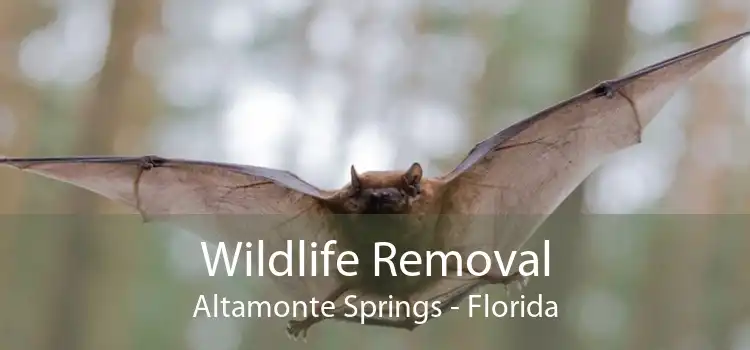 Wildlife Removal Altamonte Springs - Florida