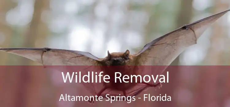 Wildlife Removal Altamonte Springs - Florida