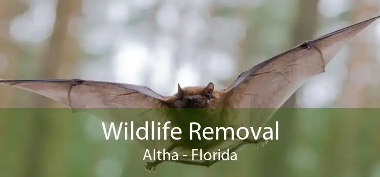 Wildlife Removal Altha - Florida