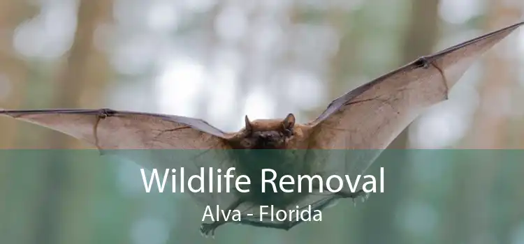 Wildlife Removal Alva - Florida