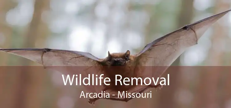 Wildlife Removal Arcadia - Missouri