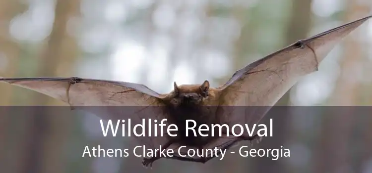Wildlife Removal Athens Clarke County - Georgia