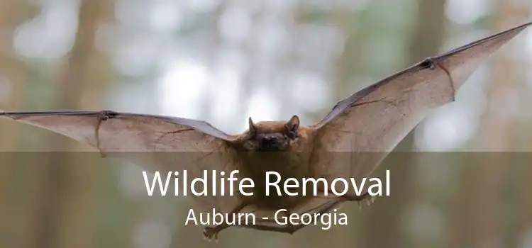 Wildlife Removal Auburn - Georgia