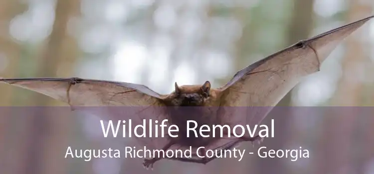 Wildlife Removal Augusta Richmond County - Georgia