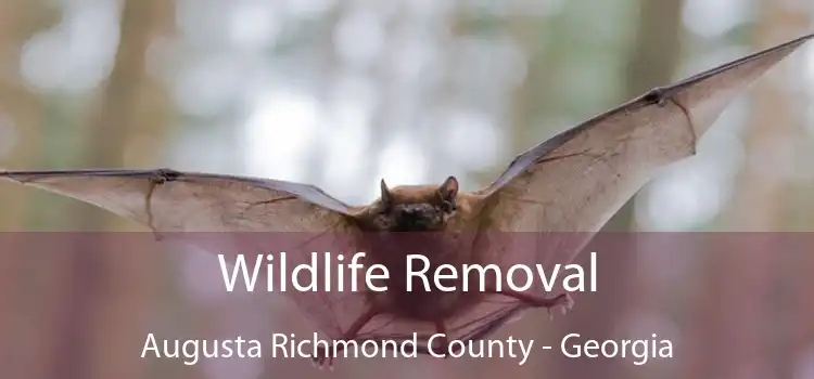 Wildlife Removal Augusta Richmond County - Georgia