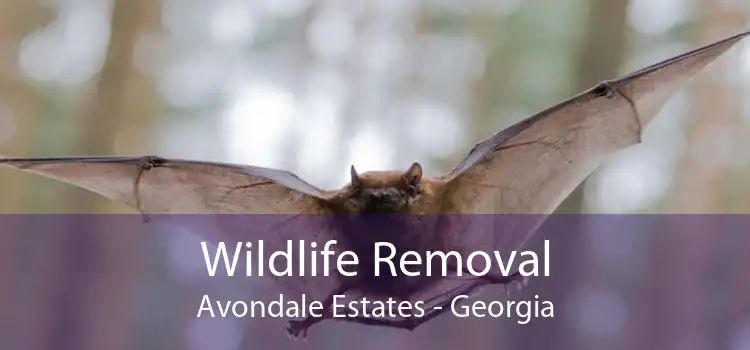 Wildlife Removal Avondale Estates - Georgia