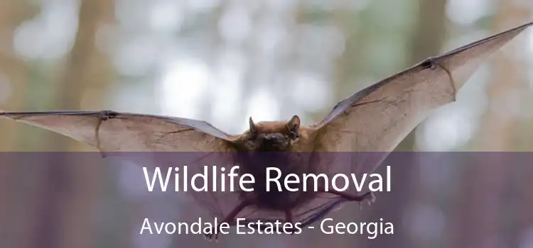 Wildlife Removal Avondale Estates - Georgia