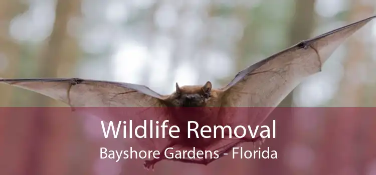Wildlife Removal Bayshore Gardens - Florida