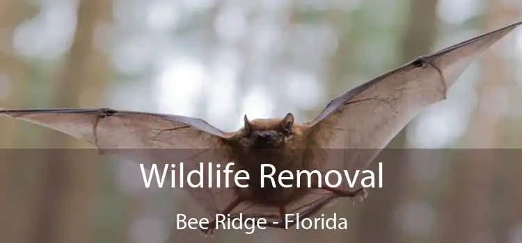 Wildlife Removal Bee Ridge - Florida