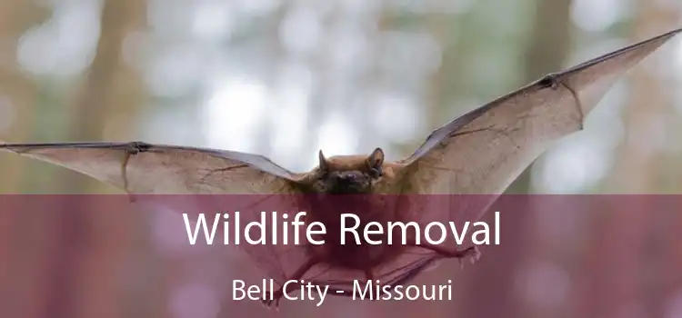 Wildlife Removal Bell City - Missouri