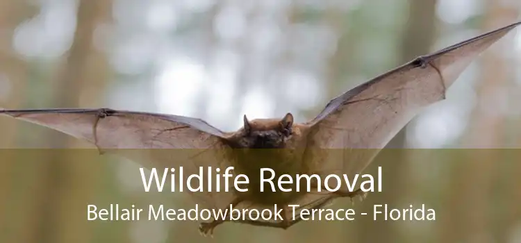 Wildlife Removal Bellair Meadowbrook Terrace - Florida