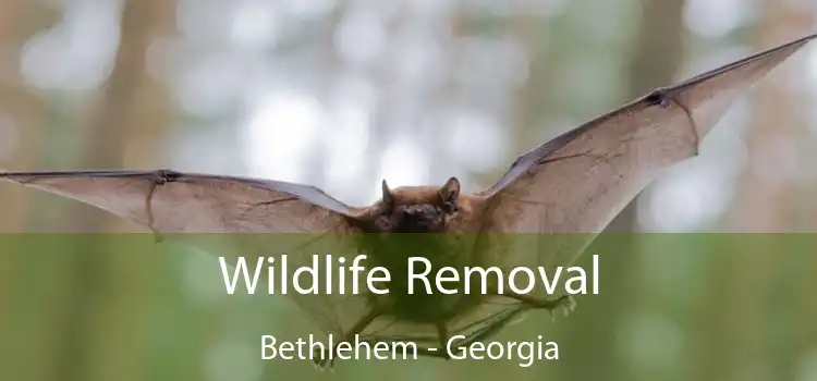 Wildlife Removal Bethlehem - Georgia