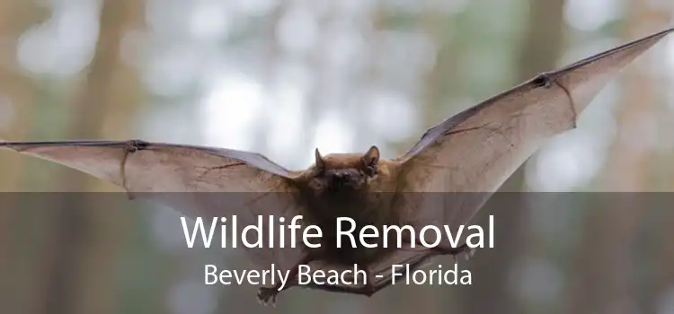 Wildlife Removal Beverly Beach - Florida