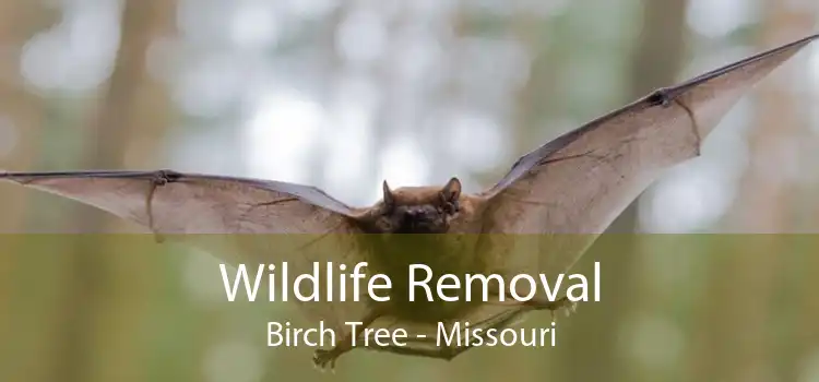 Wildlife Removal Birch Tree - Missouri
