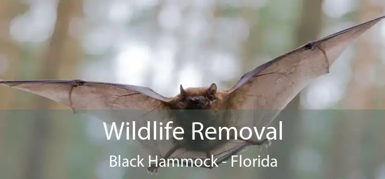 Wildlife Removal Black Hammock - Florida