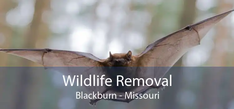 Wildlife Removal Blackburn - Missouri