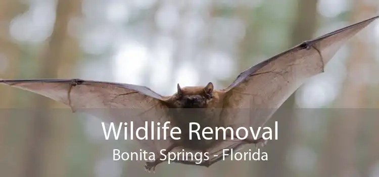 Wildlife Removal Bonita Springs - Florida