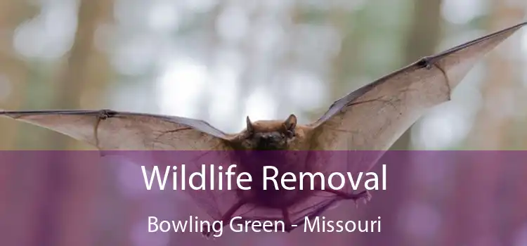 Wildlife Removal Bowling Green - Missouri