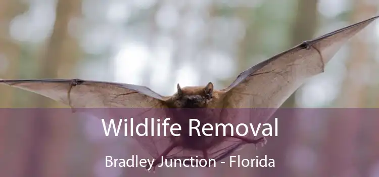 Wildlife Removal Bradley Junction - Florida