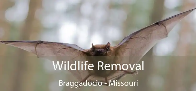 Wildlife Removal Braggadocio - Missouri