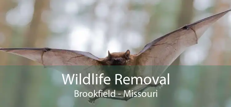 Wildlife Removal Brookfield - Missouri