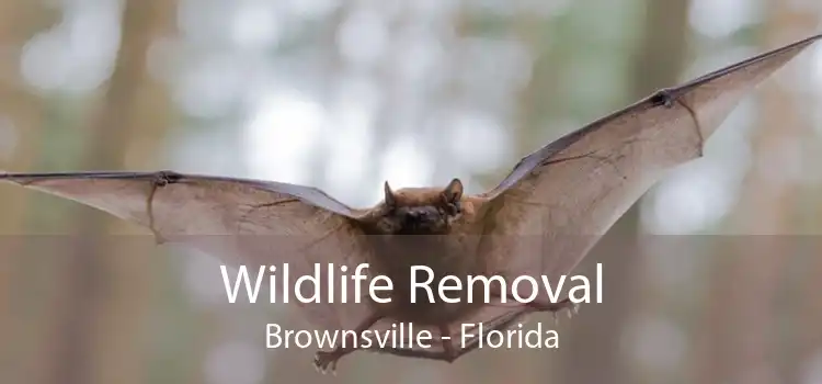 Wildlife Removal Brownsville - Florida