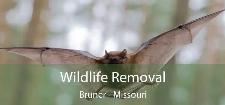 Wildlife Removal Bruner - Missouri