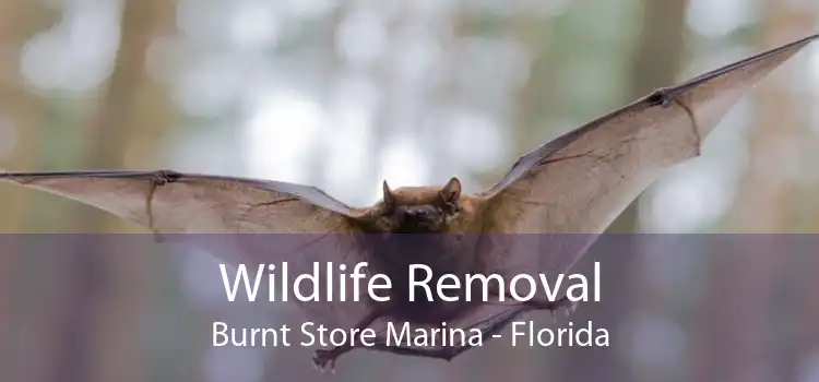 Wildlife Removal Burnt Store Marina - Florida