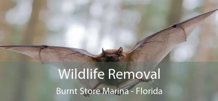 Wildlife Removal Burnt Store Marina - Florida