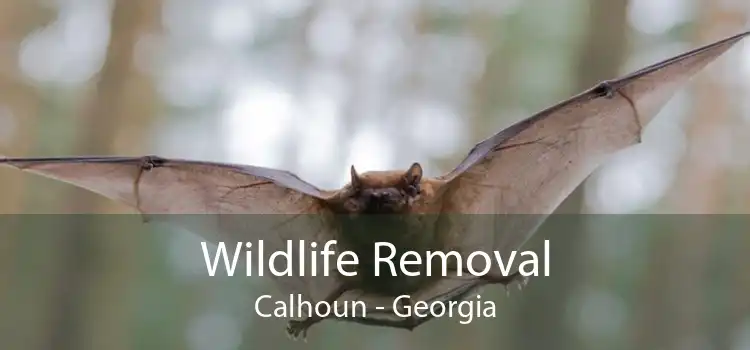 Wildlife Removal Calhoun - Georgia