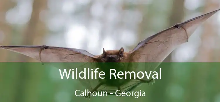 Wildlife Removal Calhoun - Georgia