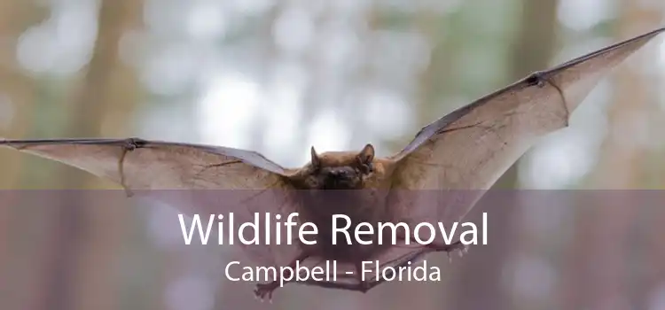 Wildlife Removal Campbell - Florida
