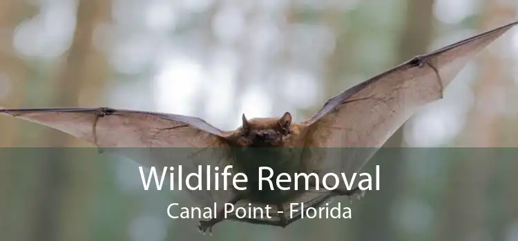 Wildlife Removal Canal Point - Florida