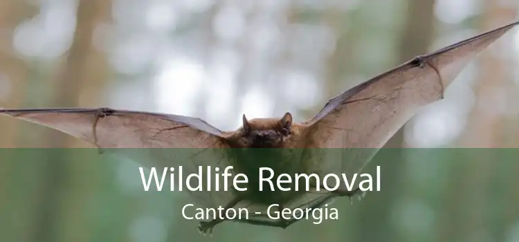 Wildlife Removal Canton - Georgia