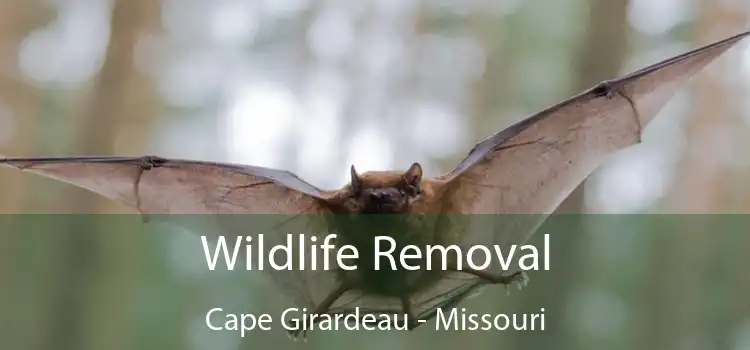 Wildlife Removal Cape Girardeau - Missouri