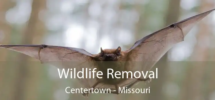 Wildlife Removal Centertown - Missouri