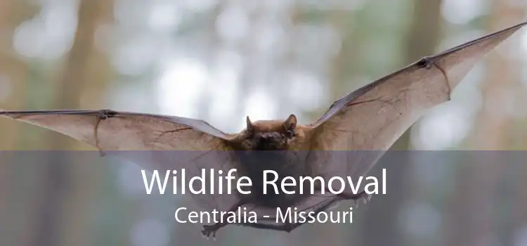 Wildlife Removal Centralia - Missouri