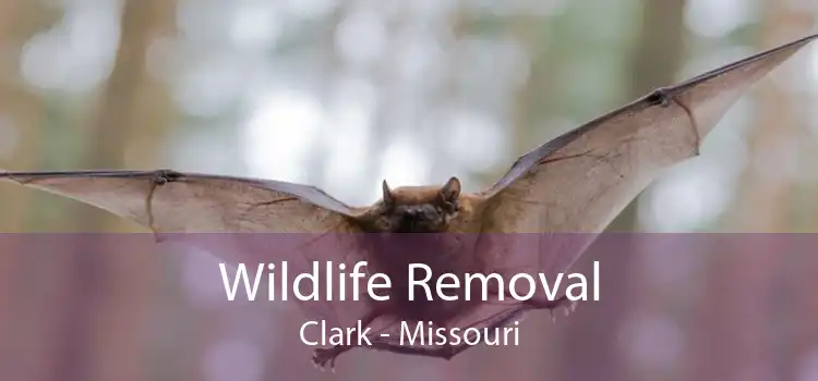 Wildlife Removal Clark - Missouri