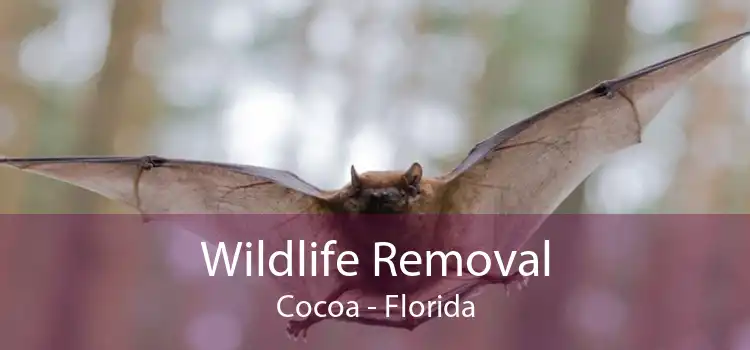 Wildlife Removal Cocoa - Florida