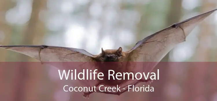 Wildlife Removal Coconut Creek - Florida