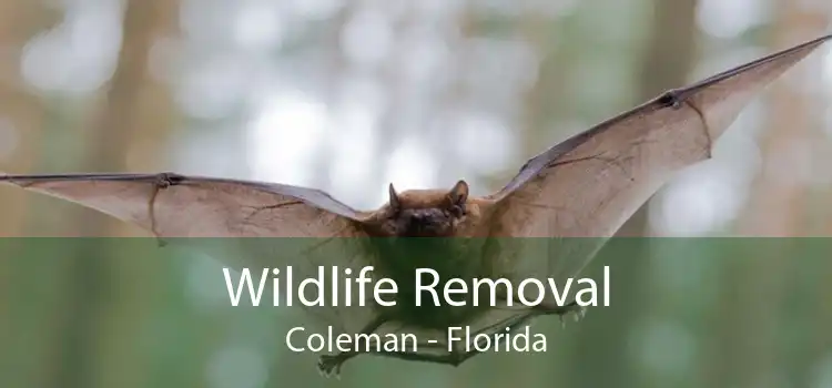 Wildlife Removal Coleman - Florida