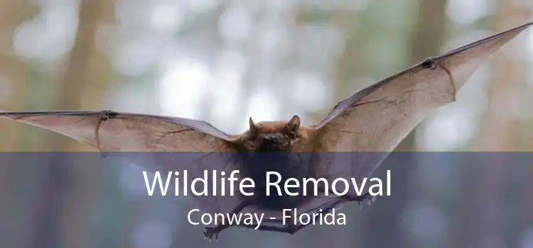 Wildlife Removal Conway - Florida