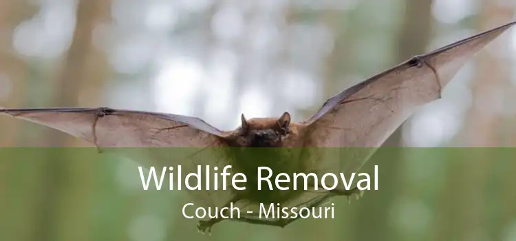 Wildlife Removal Couch - Missouri