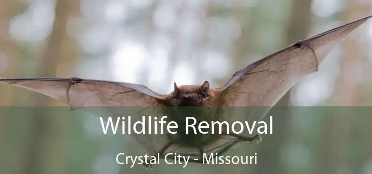 Wildlife Removal Crystal City - Missouri