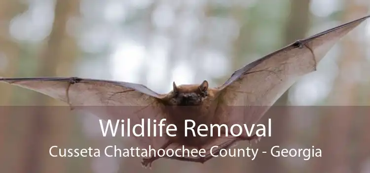 Wildlife Removal Cusseta Chattahoochee County - Georgia